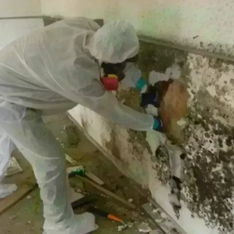 Mold Remediation and Removal in Red Springs, NC